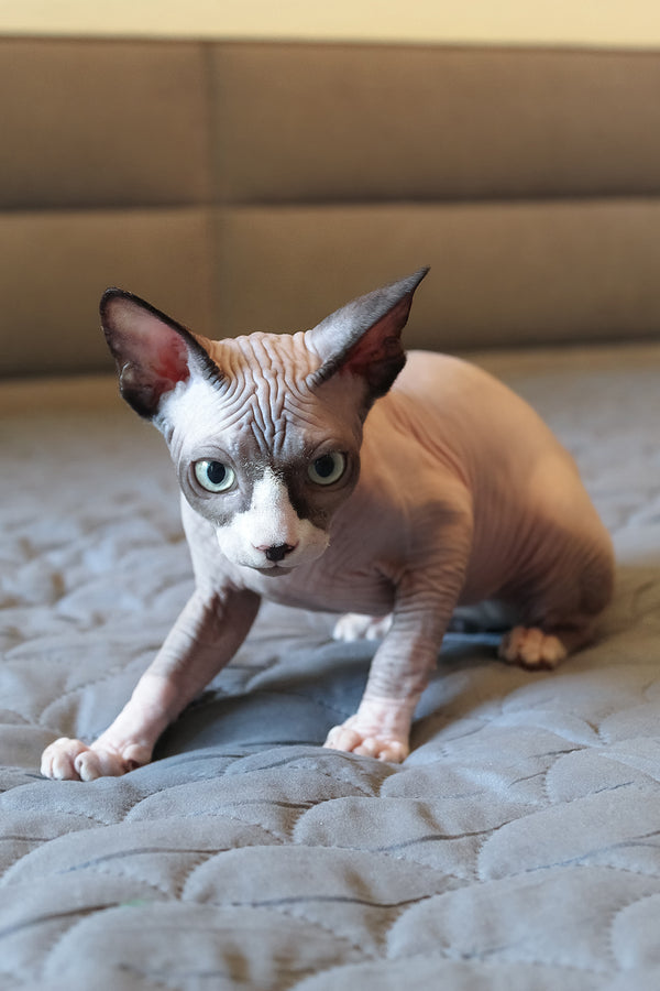 Betty | Elf Straight Sphynx Kitten