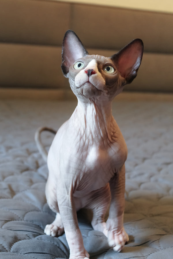 Betty | Elf Straight Sphynx Kitten