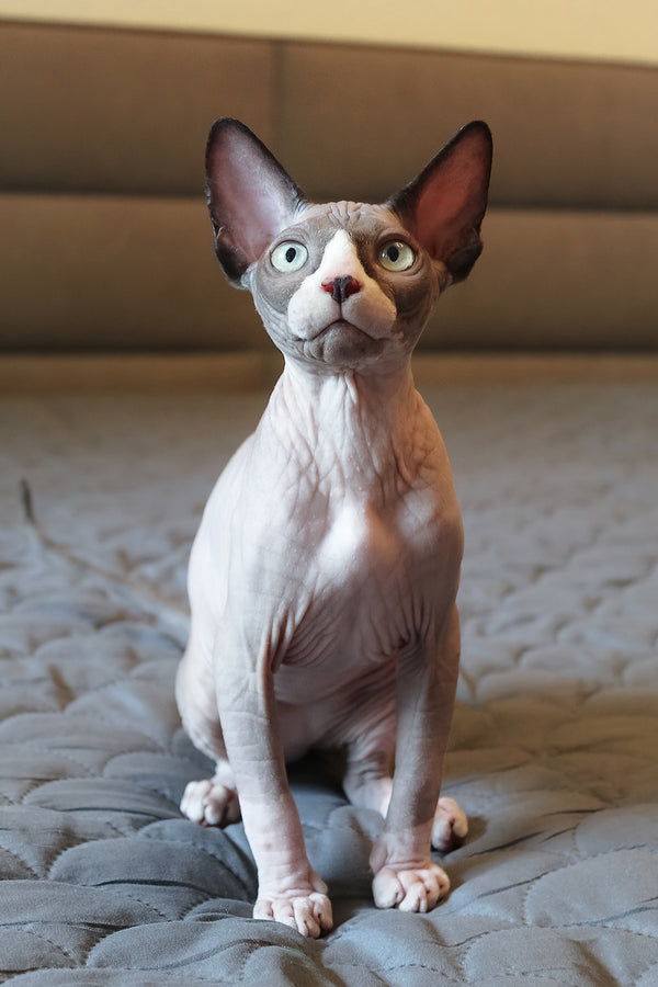 Betty | Elf Straight Sphynx Kitten