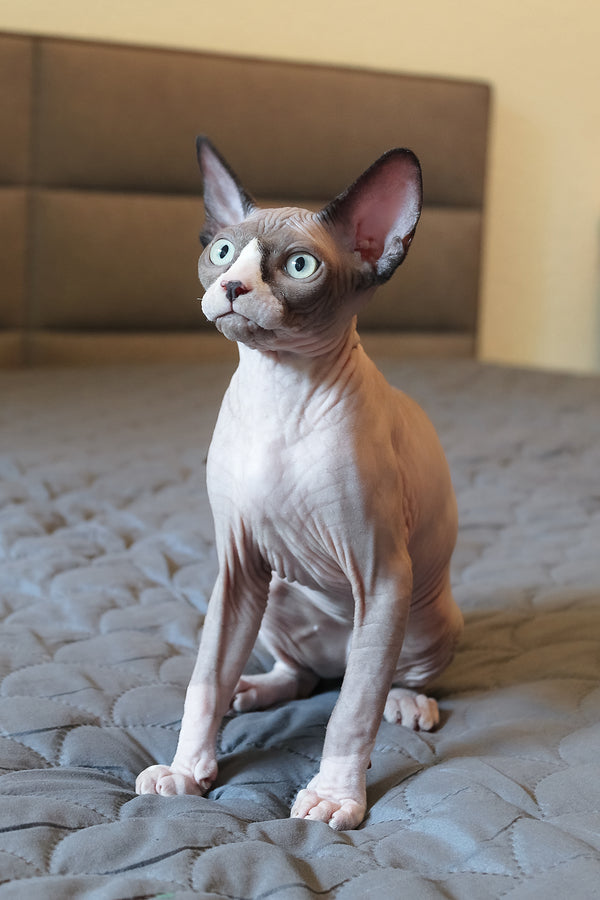 Betty | Elf Straight Sphynx Kitten