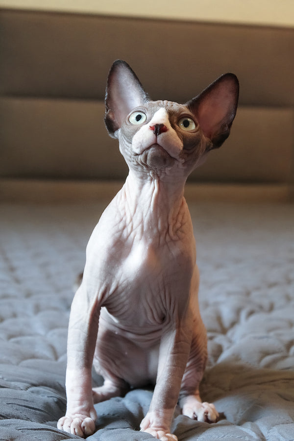 Betty | Elf Straight Sphynx Kitten