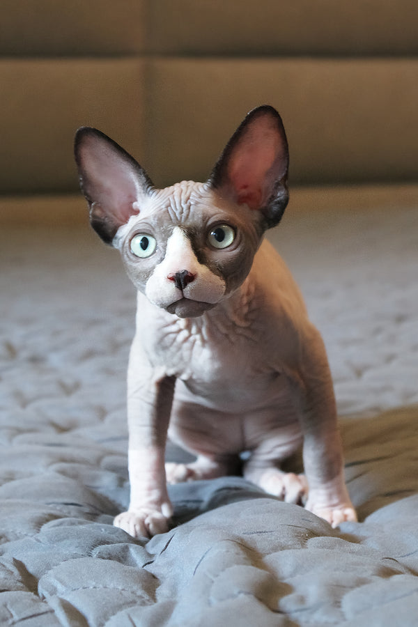 Betty | Elf Straight Sphynx Kitten