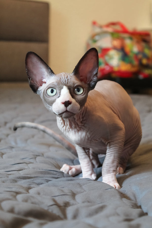 Betty | Elf Straight Sphynx Kitten