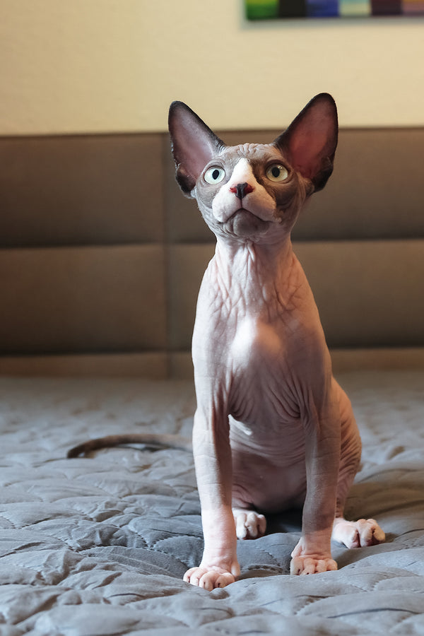 Betty | Elf Straight Sphynx Kitten