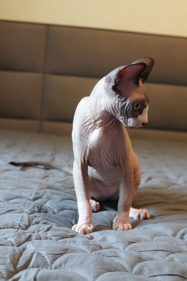 Betty | Elf Straight Sphynx Kitten