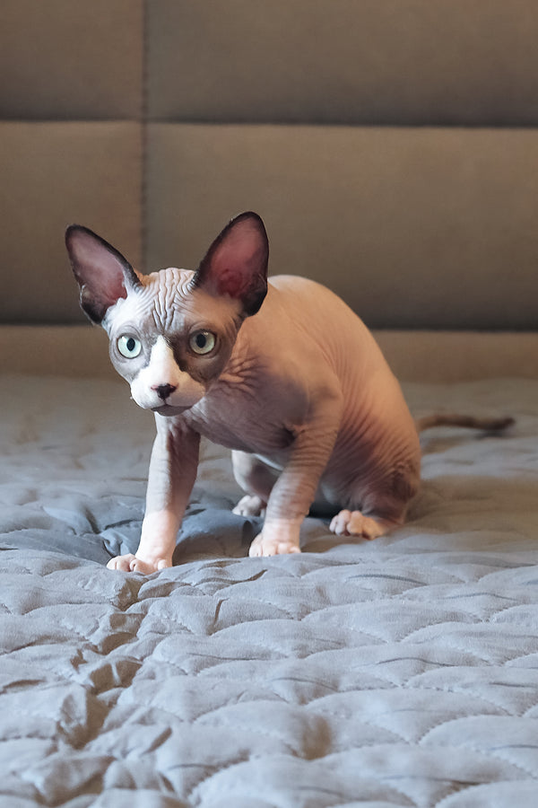 Betty | Elf Straight Sphynx Kitten
