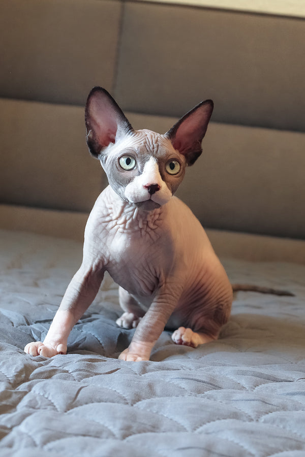 Betty | Elf Straight Sphynx Kitten