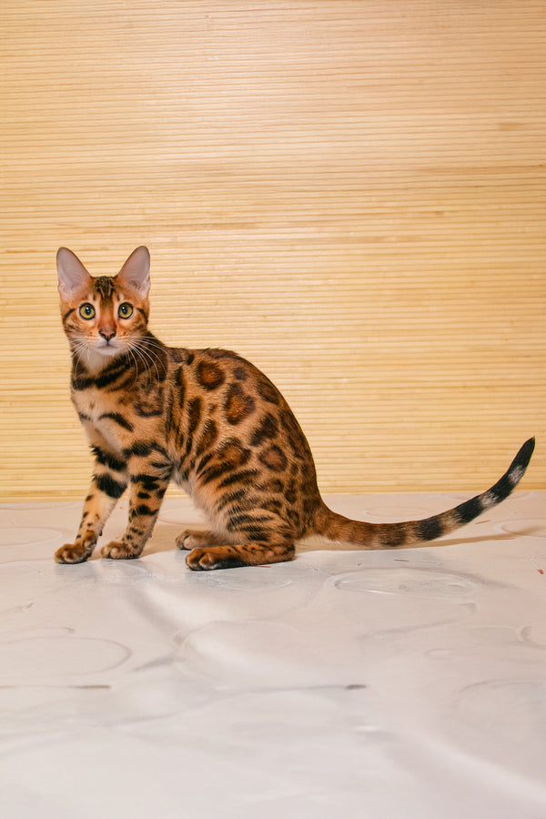 Beyllina | Bengal Kitten