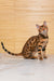 Beyllina | Bengal Kitten