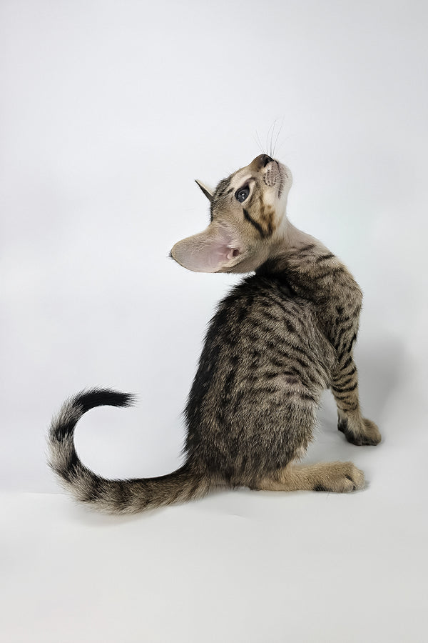 Biscuit | Oriental Shorthair Kitten