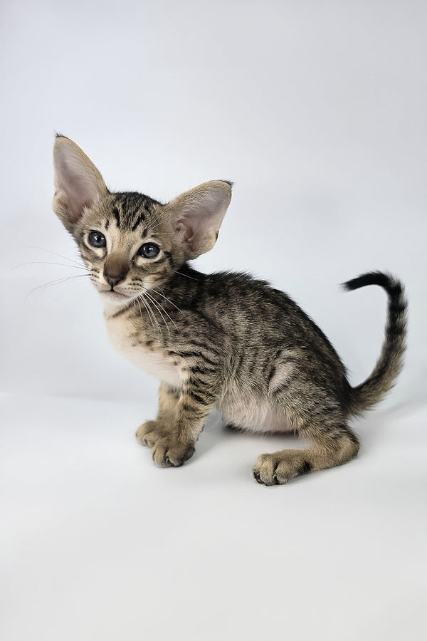 Biscuit | Oriental Shorthair Kitten