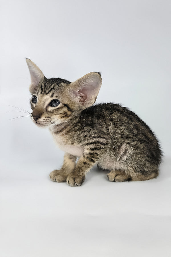 Biscuit | Oriental Shorthair Kitten