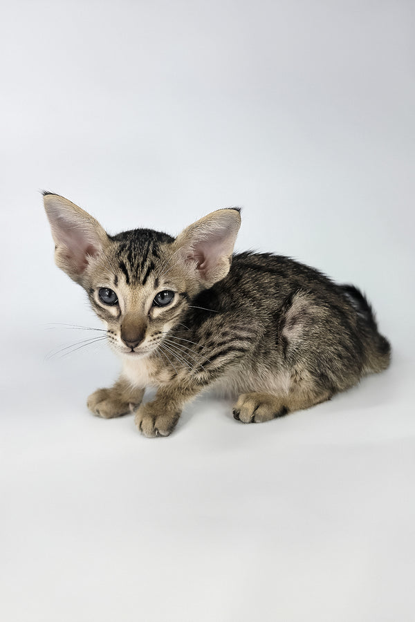 Biscuit | Oriental Shorthair Kitten