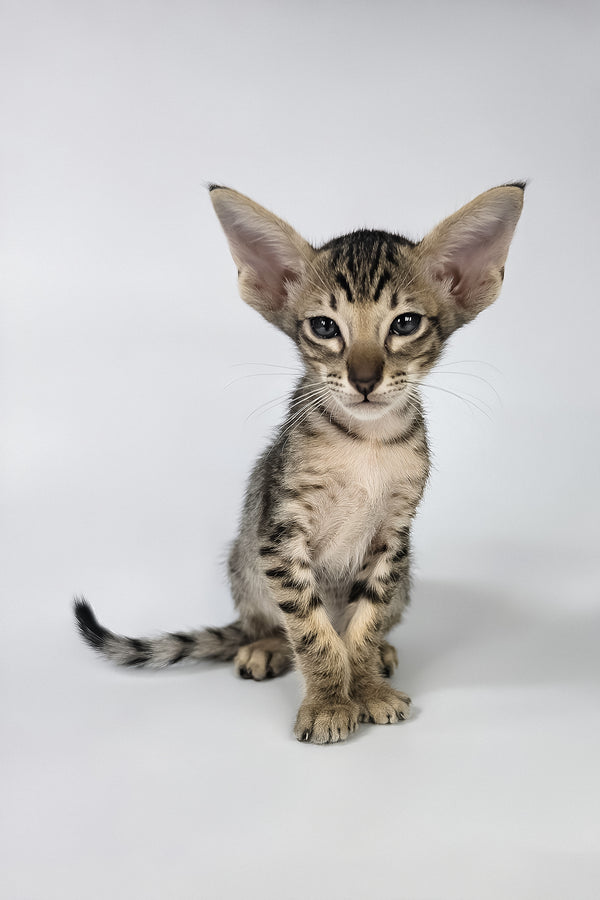 Biscuit | Oriental Shorthair Kitten