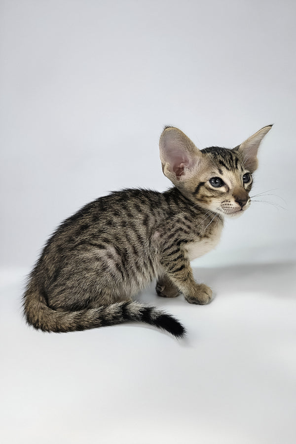 Biscuit | Oriental Shorthair Kitten