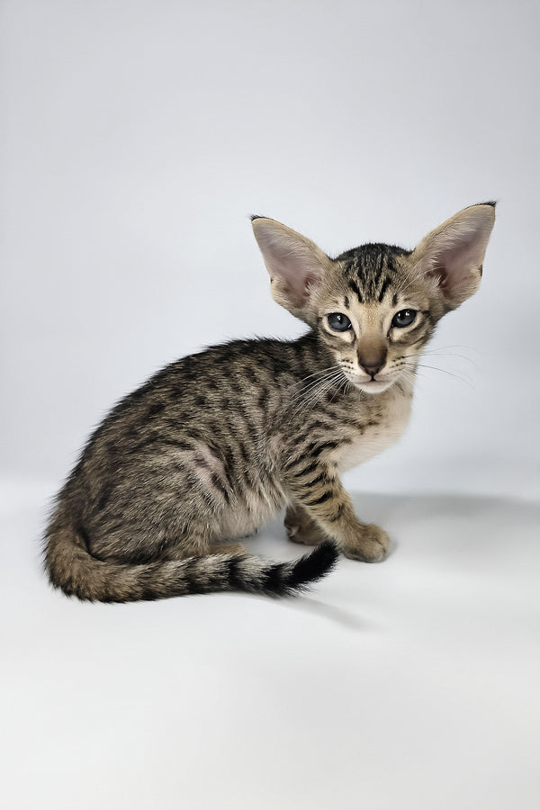 Biscuit | Oriental Shorthair Kitten