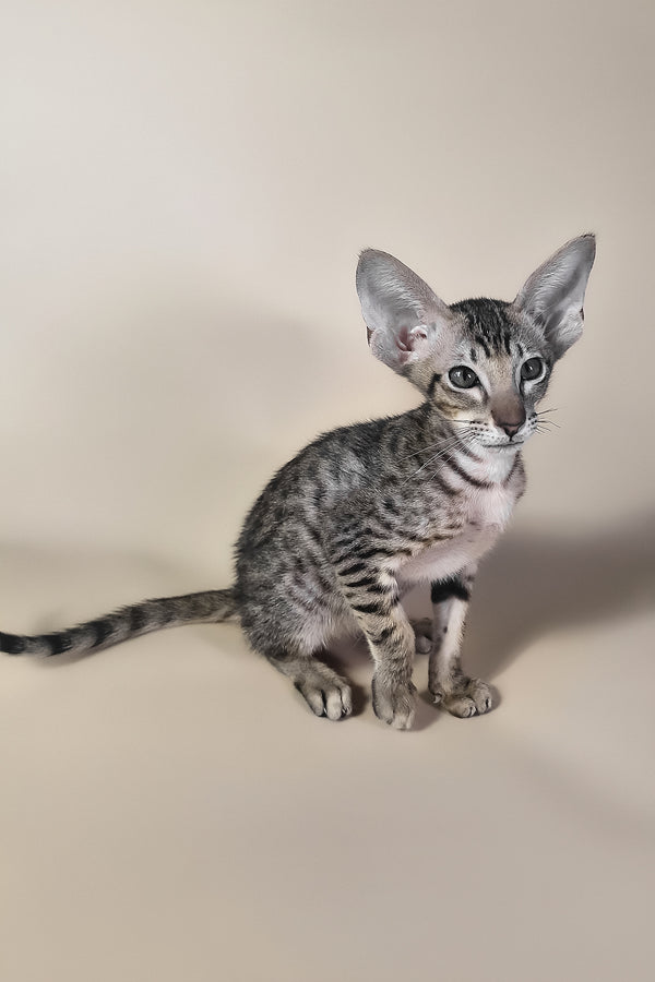 Biscuit | Oriental Shorthair Kitten