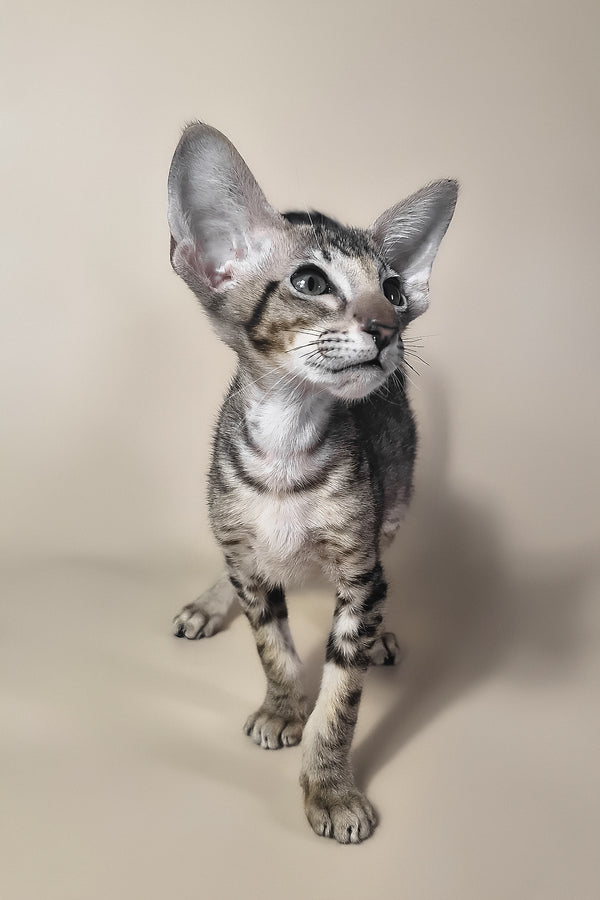 Biscuit | Oriental Shorthair Kitten