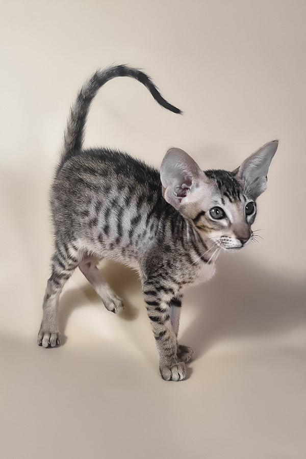 Biscuit | Oriental Shorthair Kitten