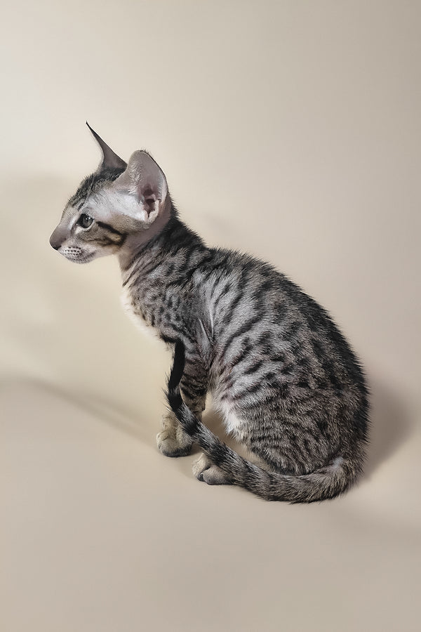Biscuit | Oriental Shorthair Kitten