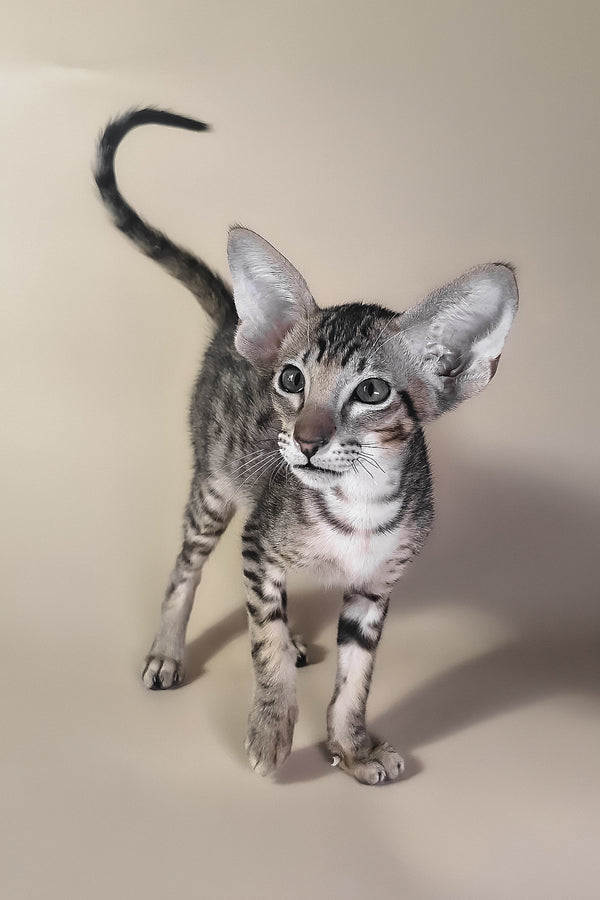 Biscuit | Oriental Shorthair Kitten
