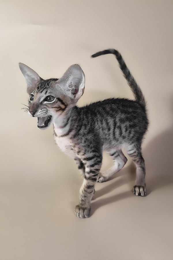 Biscuit | Oriental Shorthair Kitten
