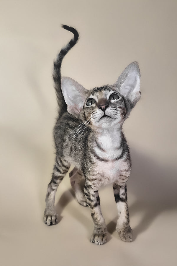 Biscuit | Oriental Shorthair Kitten