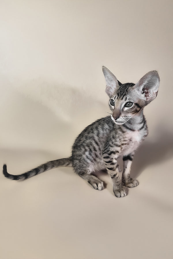 Biscuit | Oriental Shorthair Kitten