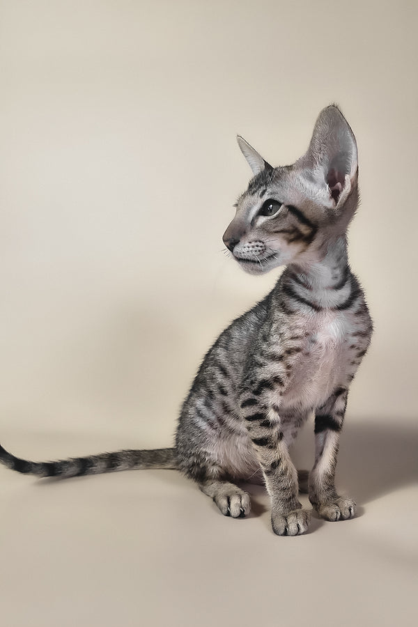 Biscuit | Oriental Shorthair Kitten