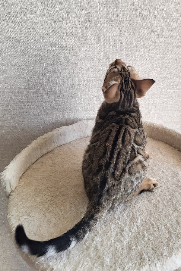 Bitti | Bengal Kitten