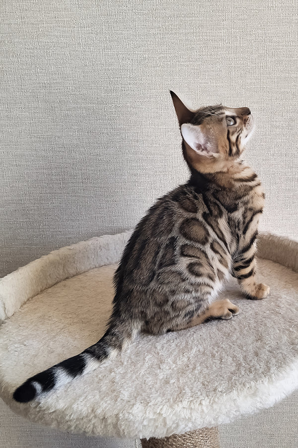 Bitti | Bengal Kitten