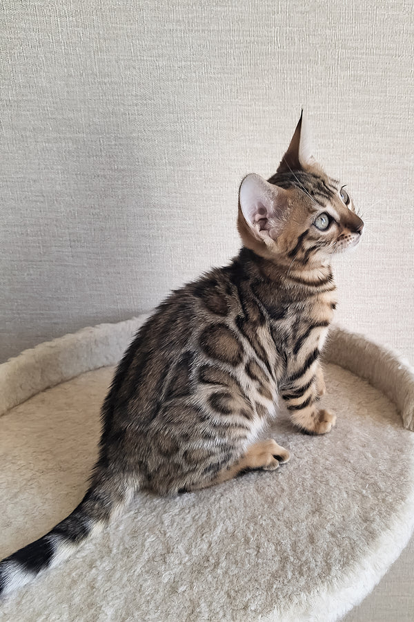 Bitti | Bengal Kitten
