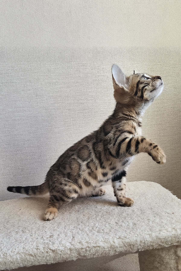 Bitti | Bengal Kitten