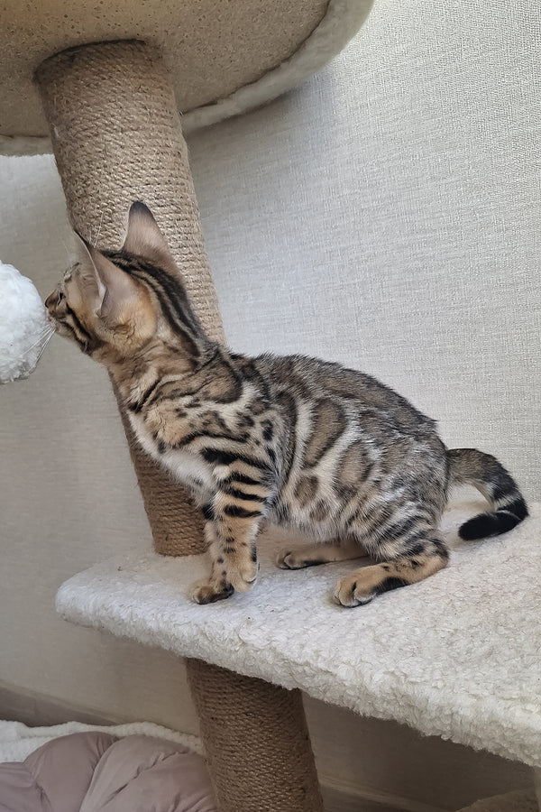 Bitti | Bengal Kitten