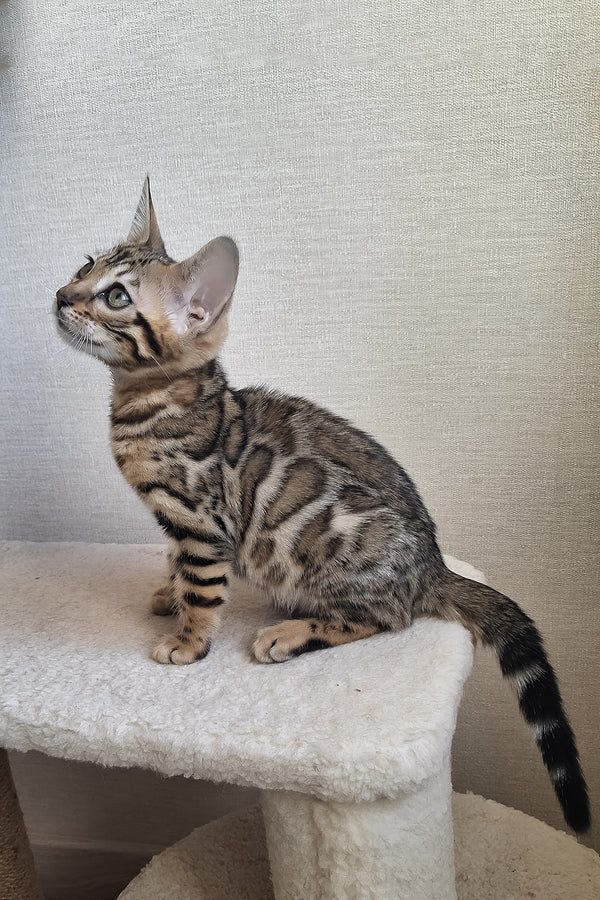 Bitti | Bengal Kitten