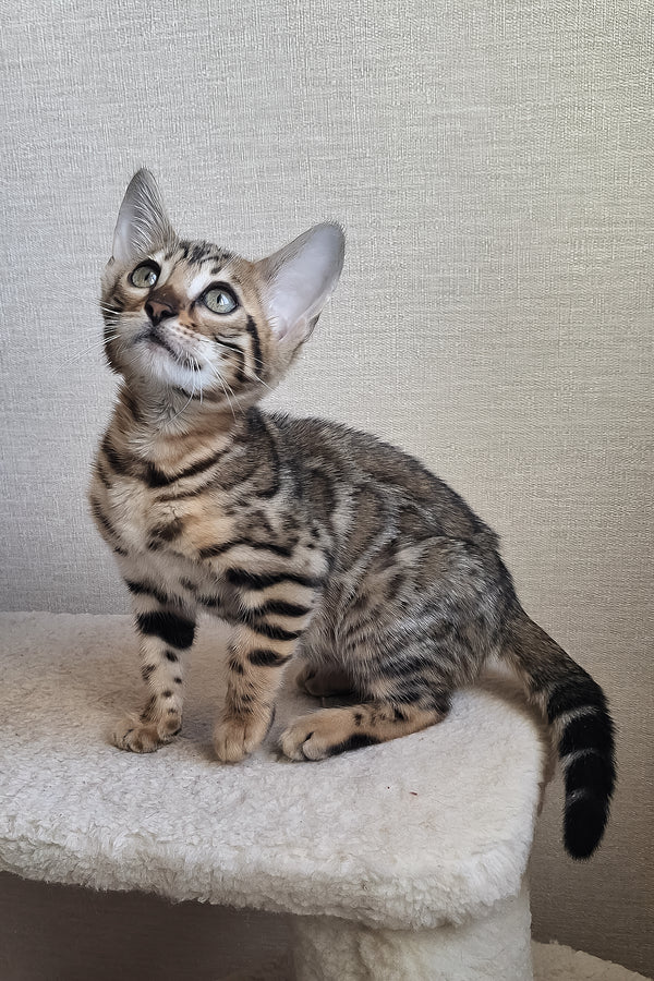 Bitti | Bengal Kitten