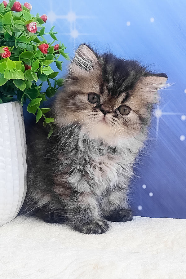 Bless | Persian Kitten