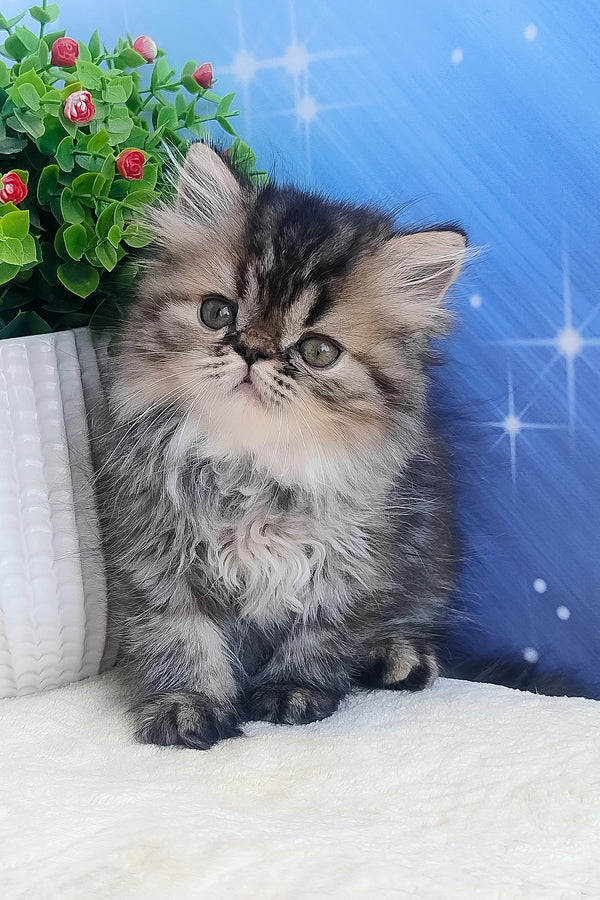 Bless | Persian Kitten
