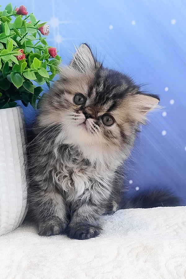 Bless | Persian Kitten