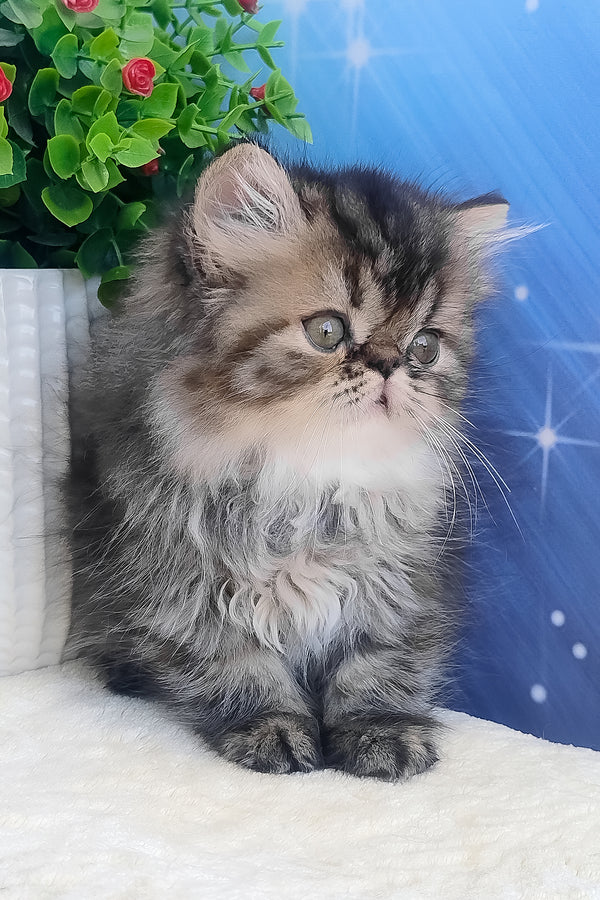 Bless | Persian Kitten