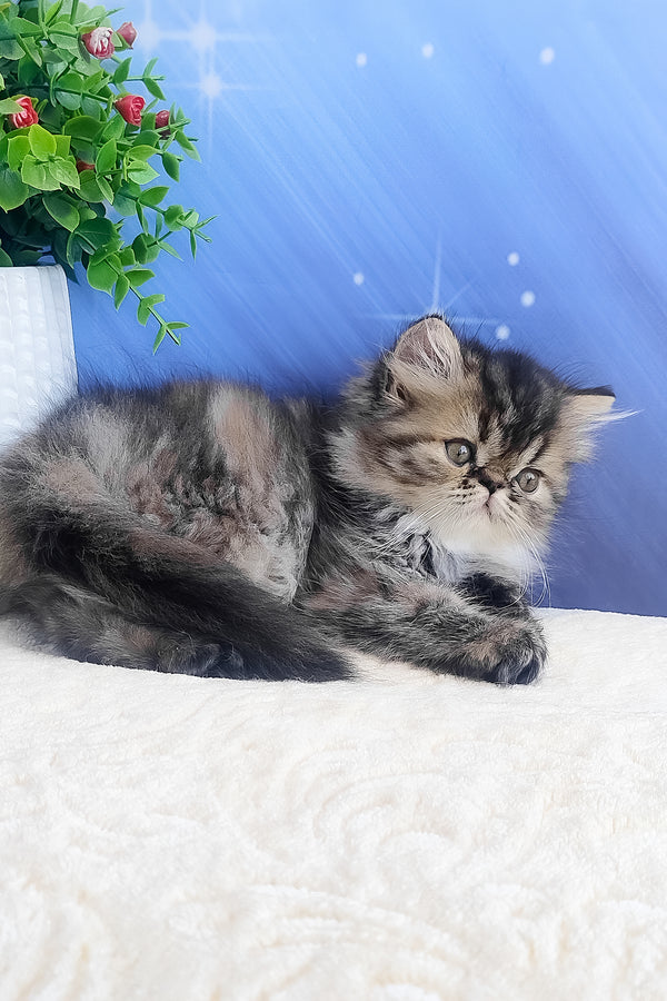 Bless | Persian Kitten