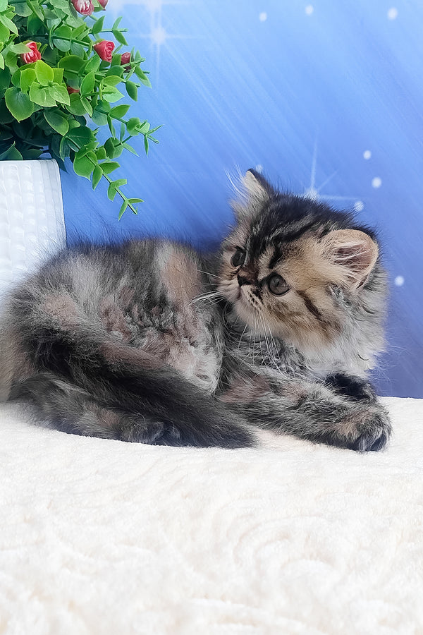 Bless | Persian Kitten