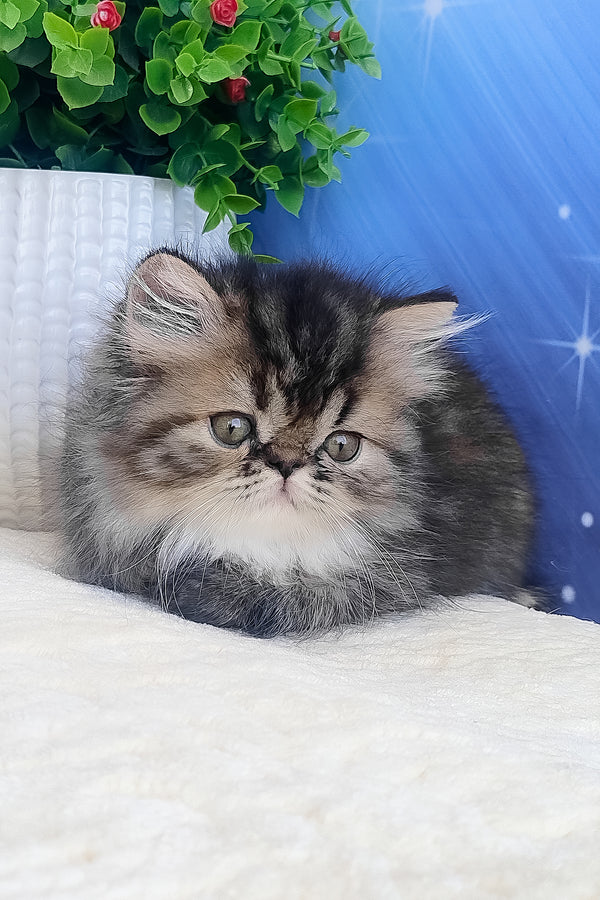 Bless | Persian Kitten