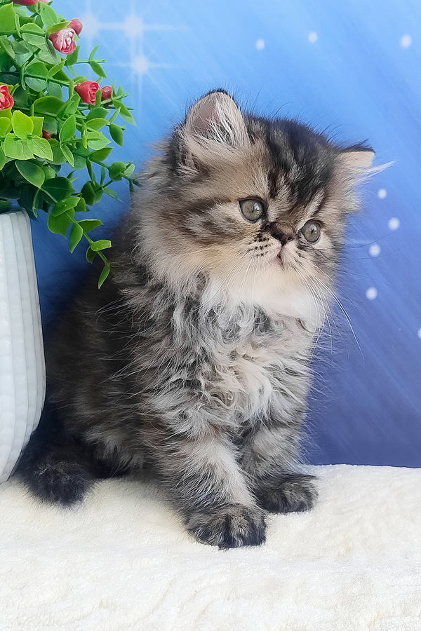 Bless | Persian Kitten