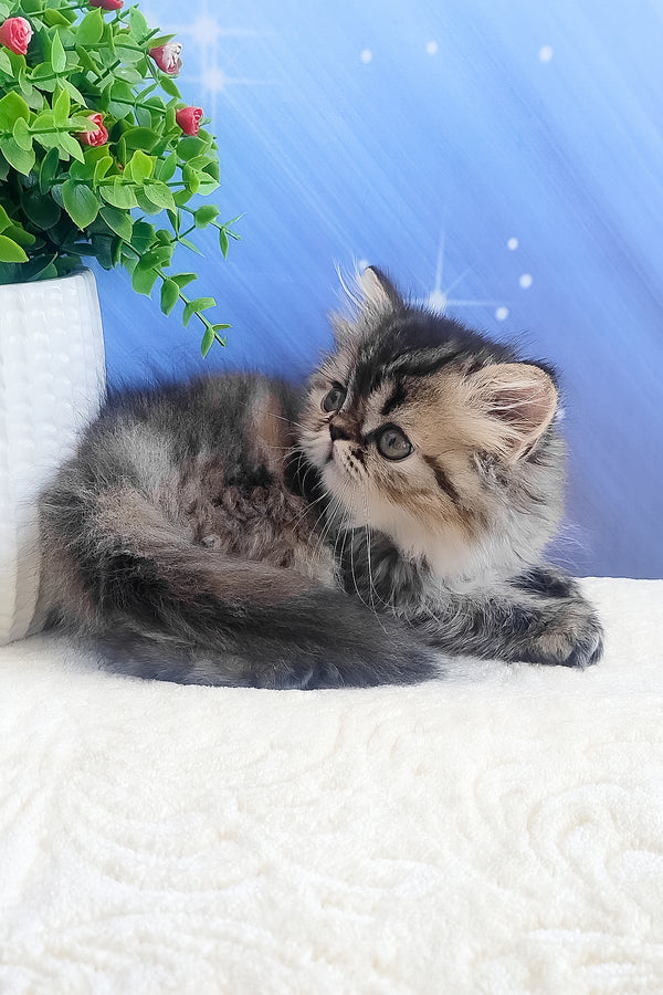 Bless | Persian Kitten