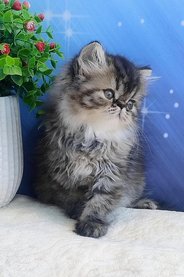 Bless | Persian Kitten