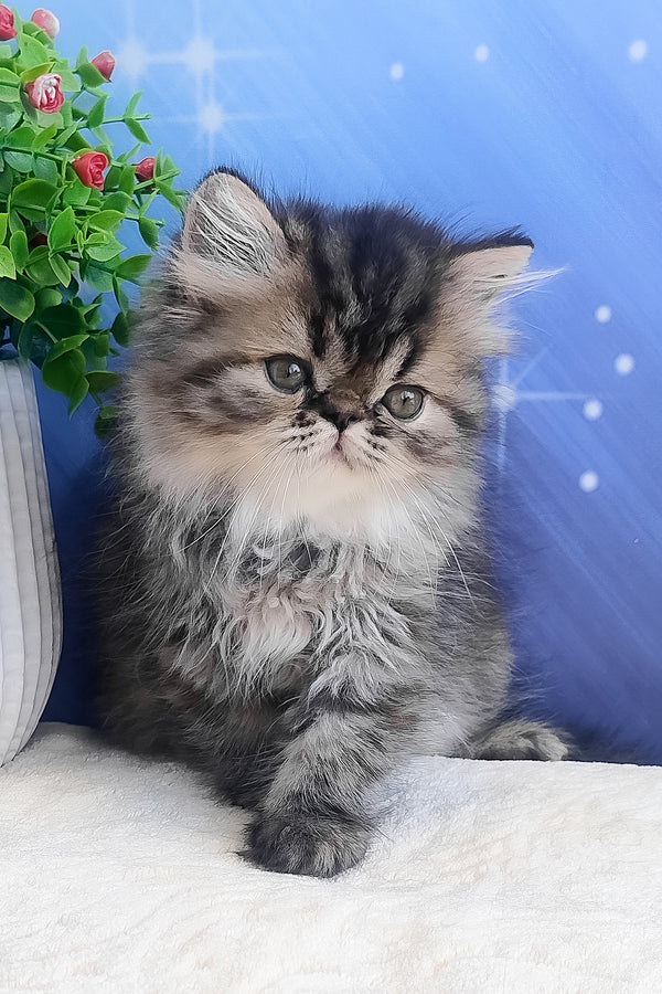 Bless | Persian Kitten