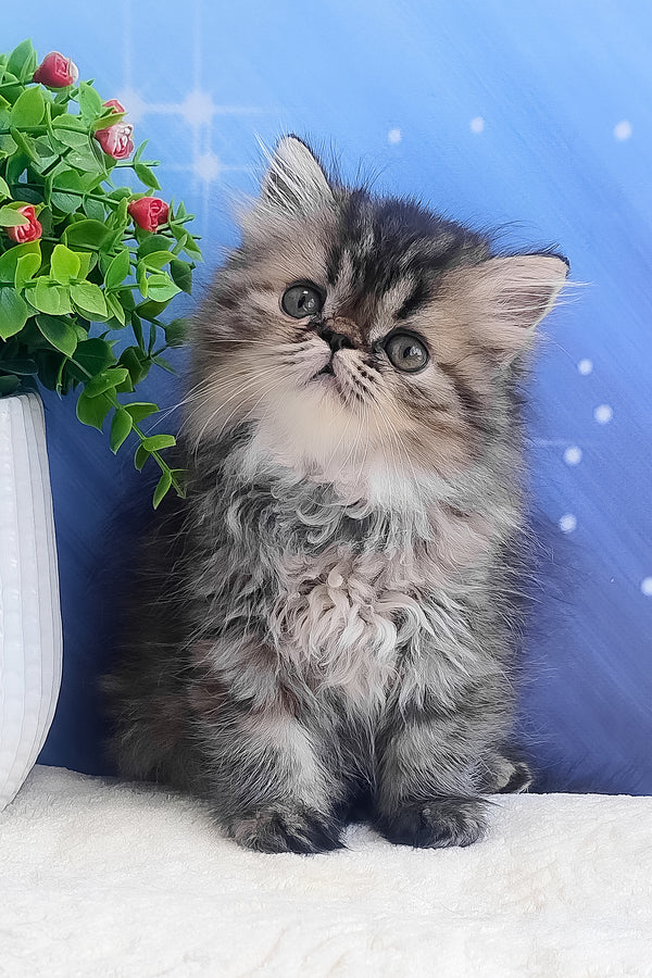 Bless | Persian Kitten