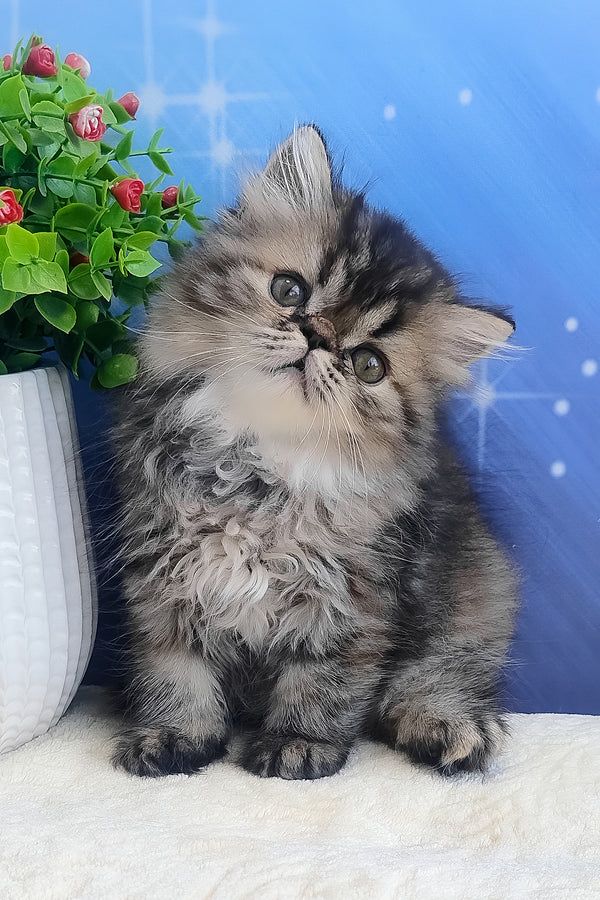 Bless | Persian Kitten