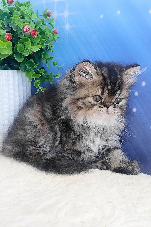 Bless | Persian Kitten